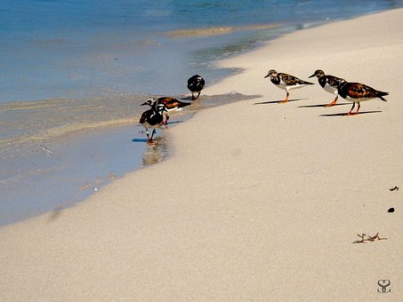 Free Birds Sea photo and picture