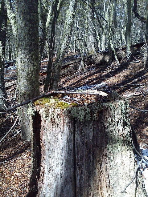 Free Trees Fallen photo and picture