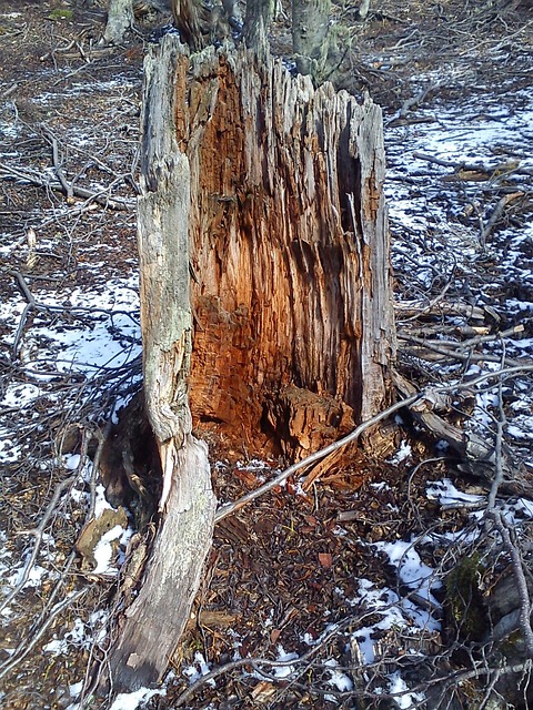 Free Trees Fallen photo and picture