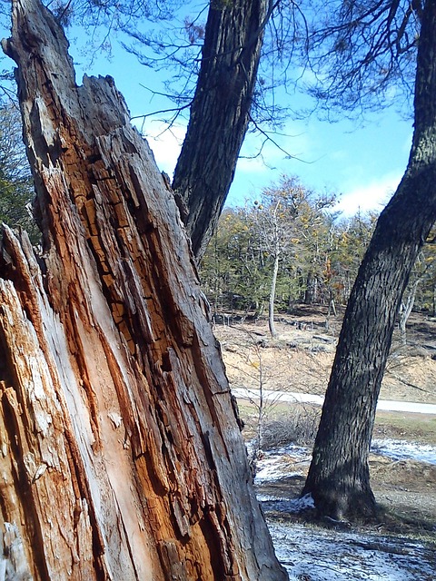 Free Trees Fallen photo and picture