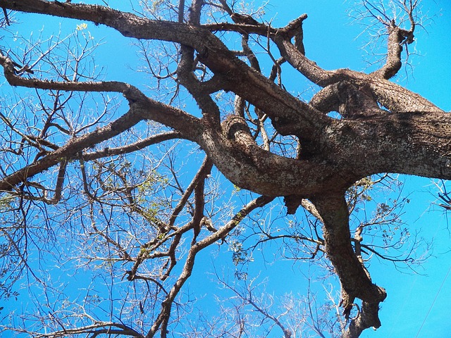 Free Tree Twigs photo and picture