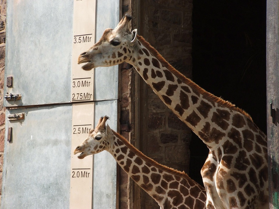 Free photo Giraffe, Young, Tall, Animal Free Image on Pixabay 64321