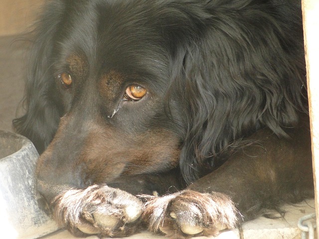 Free Dog Animal photo and picture