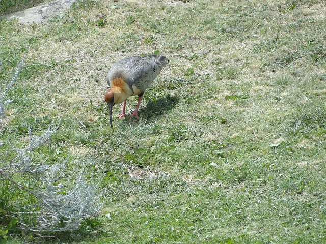 Free Bandurrias Birds photo and picture