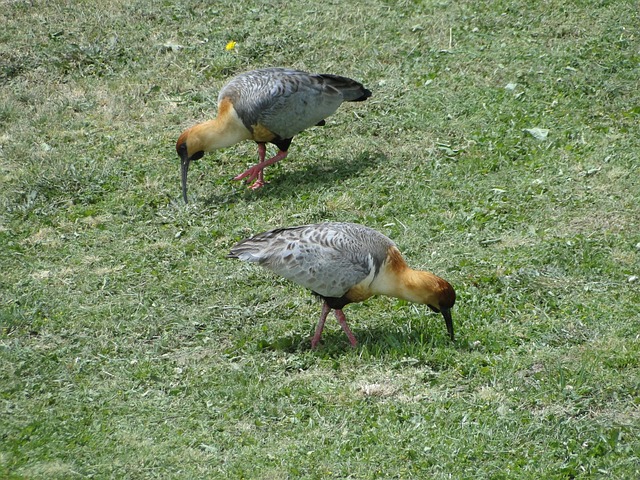 Free Bandurrias Birds photo and picture