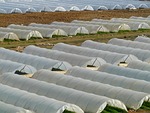greenhouse, nursery, agriculture