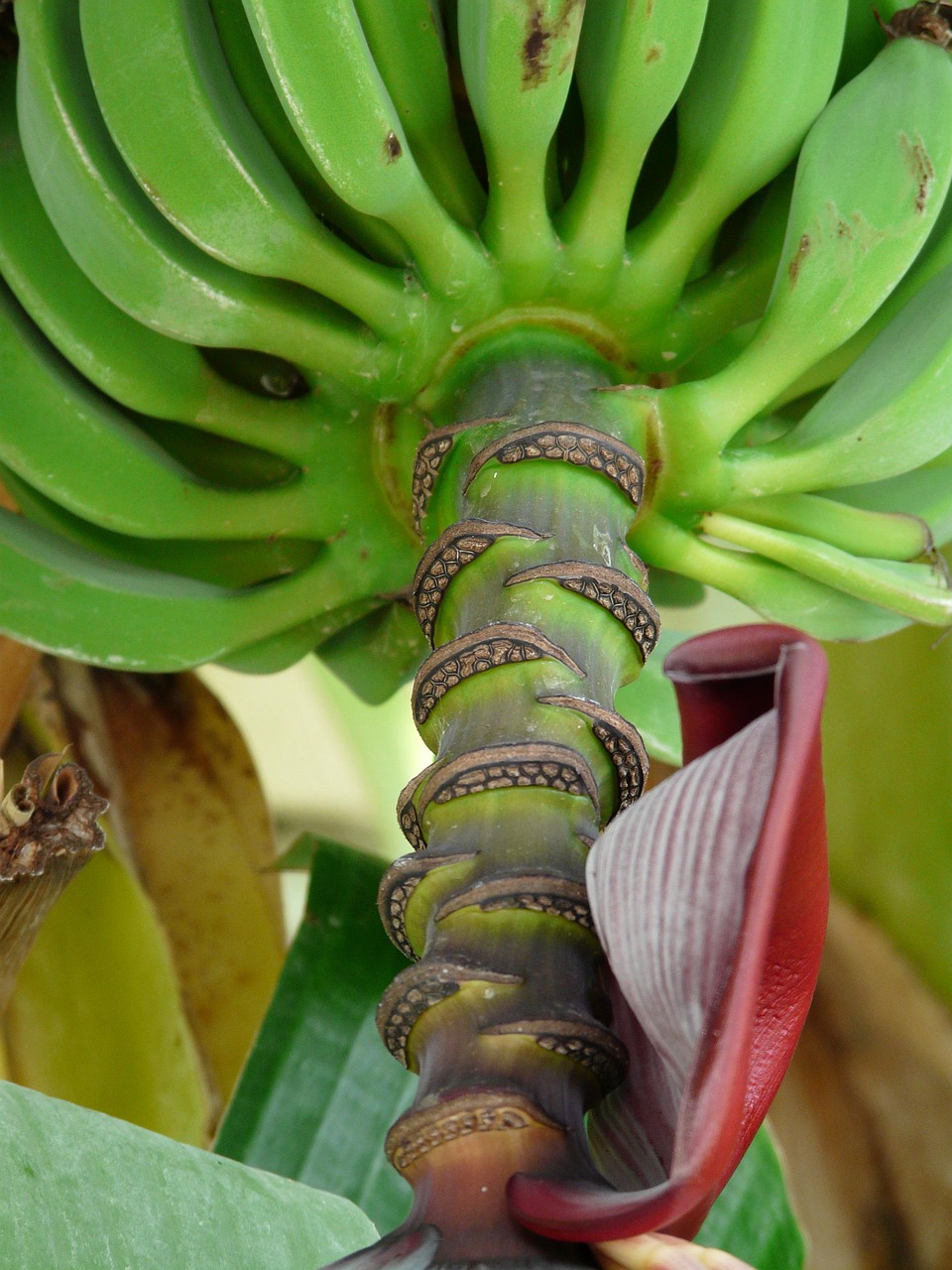 香蕉游戲攻略指南，讓你輕松掌握Banana模式的秘訣