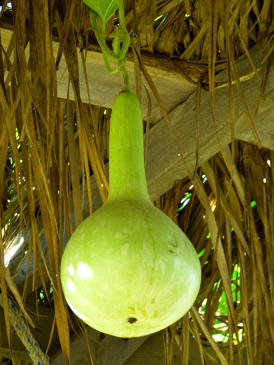 50+ Free Calabash & Pumpkin Images Pixabay
