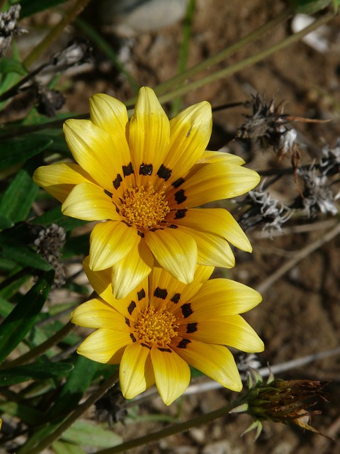 Free Gazania Rigens Gazanie photo and picture