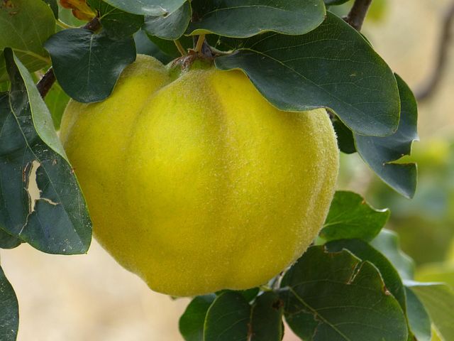300+ kostenlose Quitten und Obst-Bilder - Pixabay
