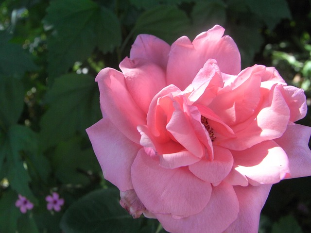 Free Rose Floral photo and picture