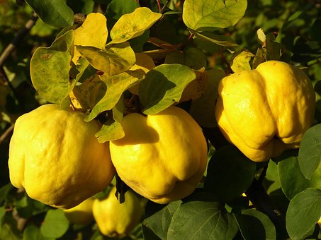 Kweepeer, Fruit, Plant, Blad, Boom