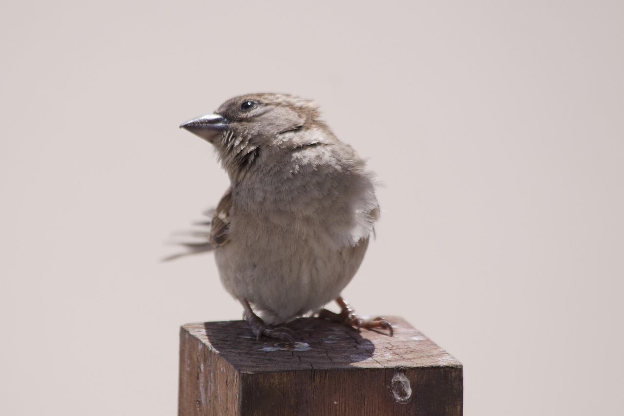 Download free HD stock image of Bird Animal Free Bird Animal photo and picture