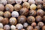 snail shells, arianta arbustorum, schalenweichtiere