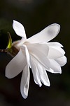 magnolia, blossom, bloom