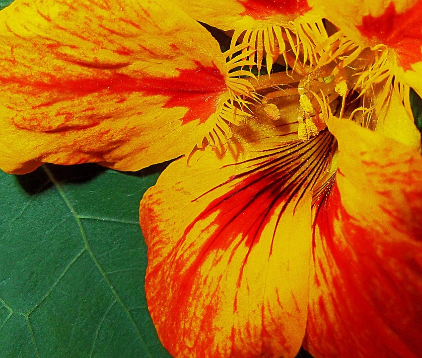Jaune Rouge Jaune Rouge Fleur - Photo gratuite sur Pixabay - Pixabay