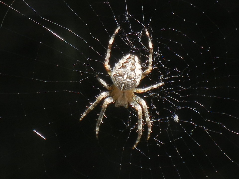 Spider Cobweb Insect · Free photo on Pixabay