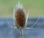 teasel, dipsacus, prickly