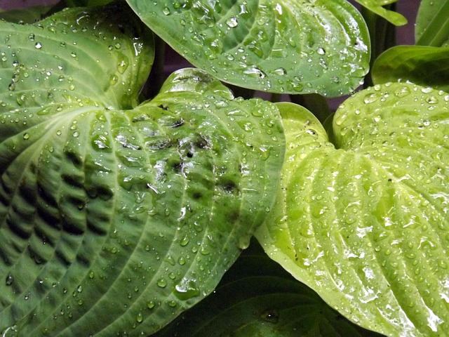 Blade, Vanddråber, Natur, Regn, Blad