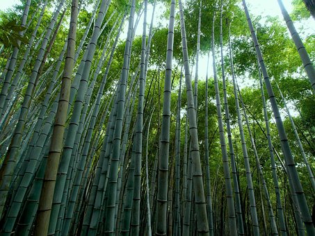 100以上の無料竹林 竹画像 Pixabay 100以上の無料竹林 竹画像 Pixabay