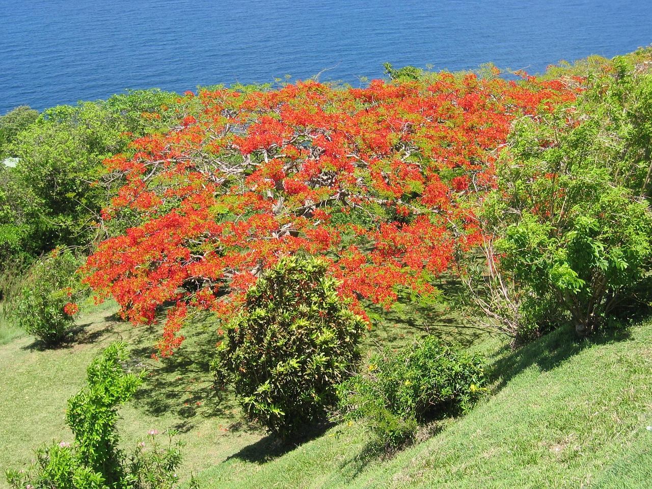 Tree Caribbean Blossoms Free photo on Pixabay Pixabay