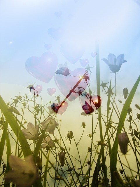Free meadow grass halm illustration
