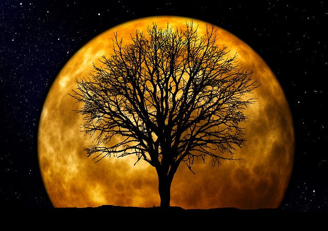 Free tree bald moon illustration