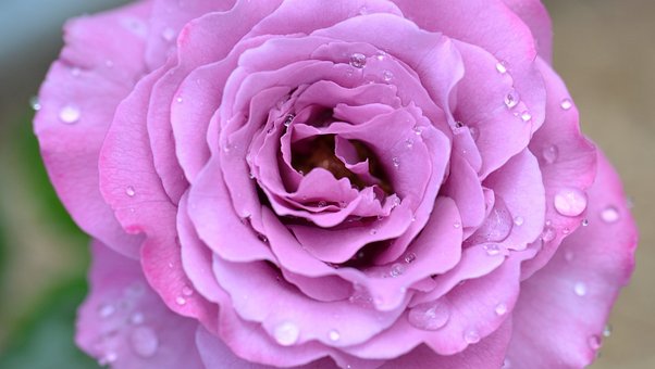 Rose, Pink, Pretty, Garden, Beautiful