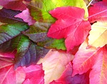 parthenocissus quinquefolia, virginia creeper, fall