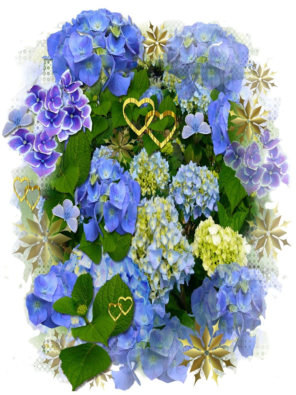 Free hydrangeas blue flowers hearts illustration