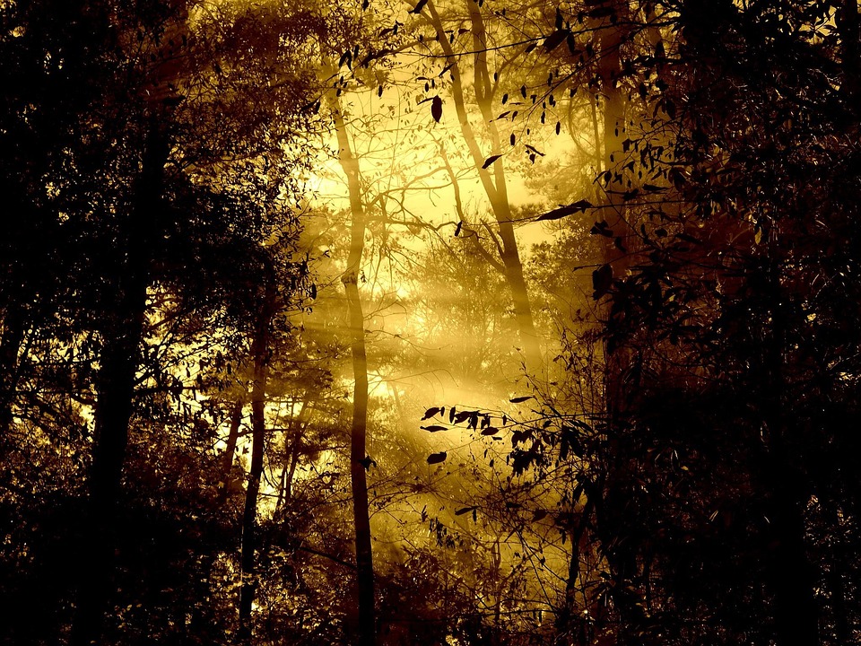 Morning Fog Light ?? Free photo on Pixabay