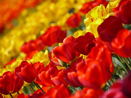 Tulip, Rouge, Huang, Fleurs, Printemps