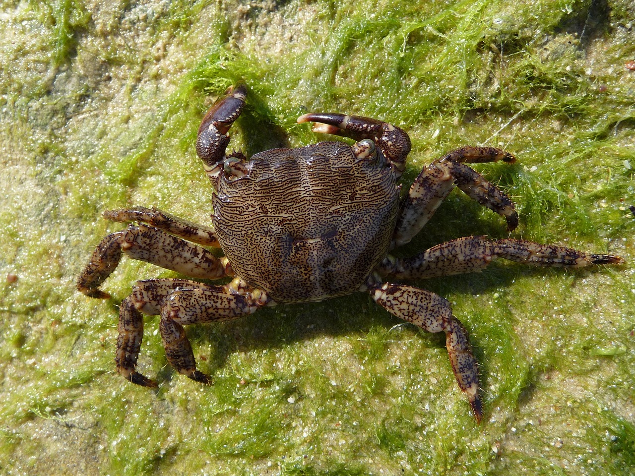 Cancer Crab Square - Free photo on Pixabay - Pixabay