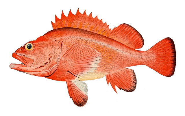 Free perch redfish sebastes marinus illustration