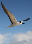 schwalbe, tern, sooty tern