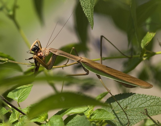 Free Mantis Catching Insect photo and picture