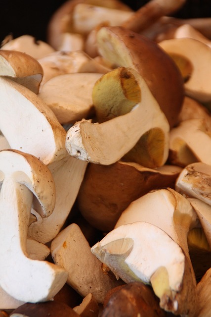 Free Mushrooms Mushroom photo and picture