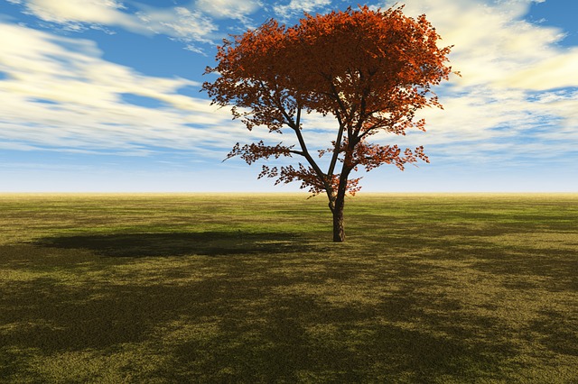 Free maple maple leaf red maple illustration