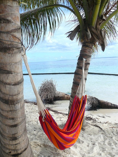 Free Coconut Tree Hammock photo and picture