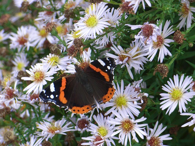 Admiral, Schmetterling, Insekt, Frühling