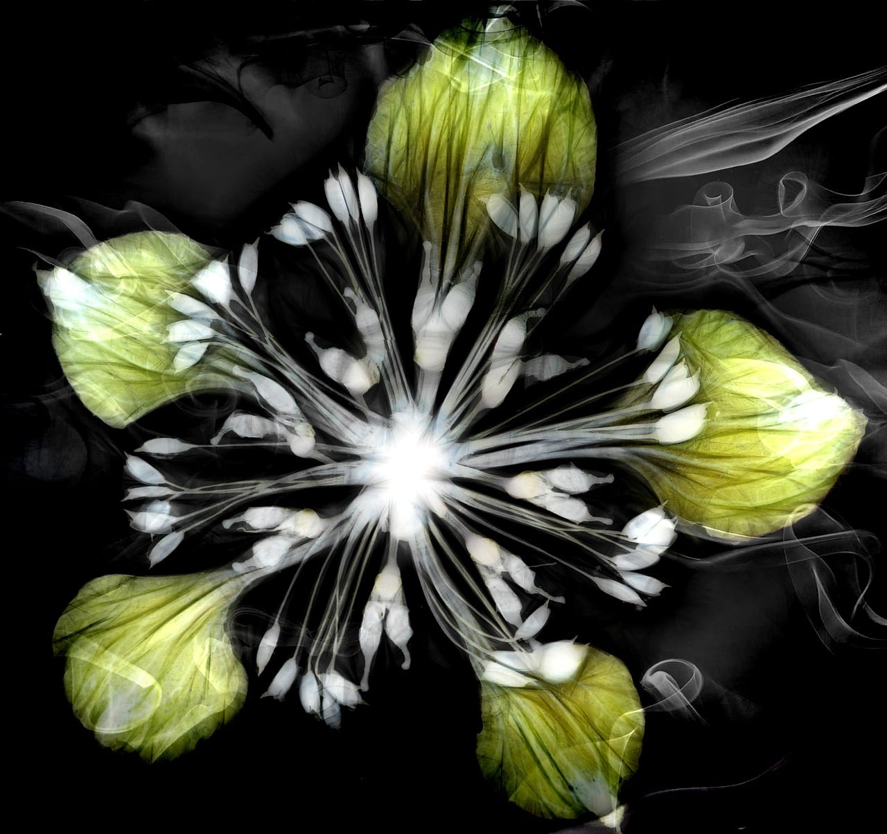 Download free HD stock image of Artwork Dry Flowers Free artwork dry flowers combine illustration