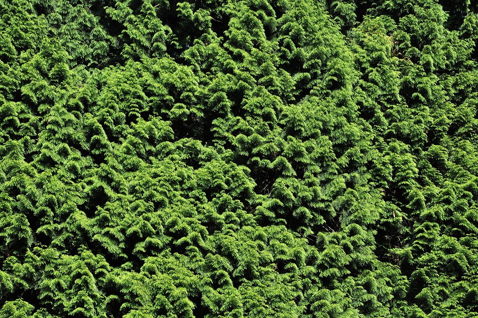 Shrub Flora Green · Free photo on Pixabay