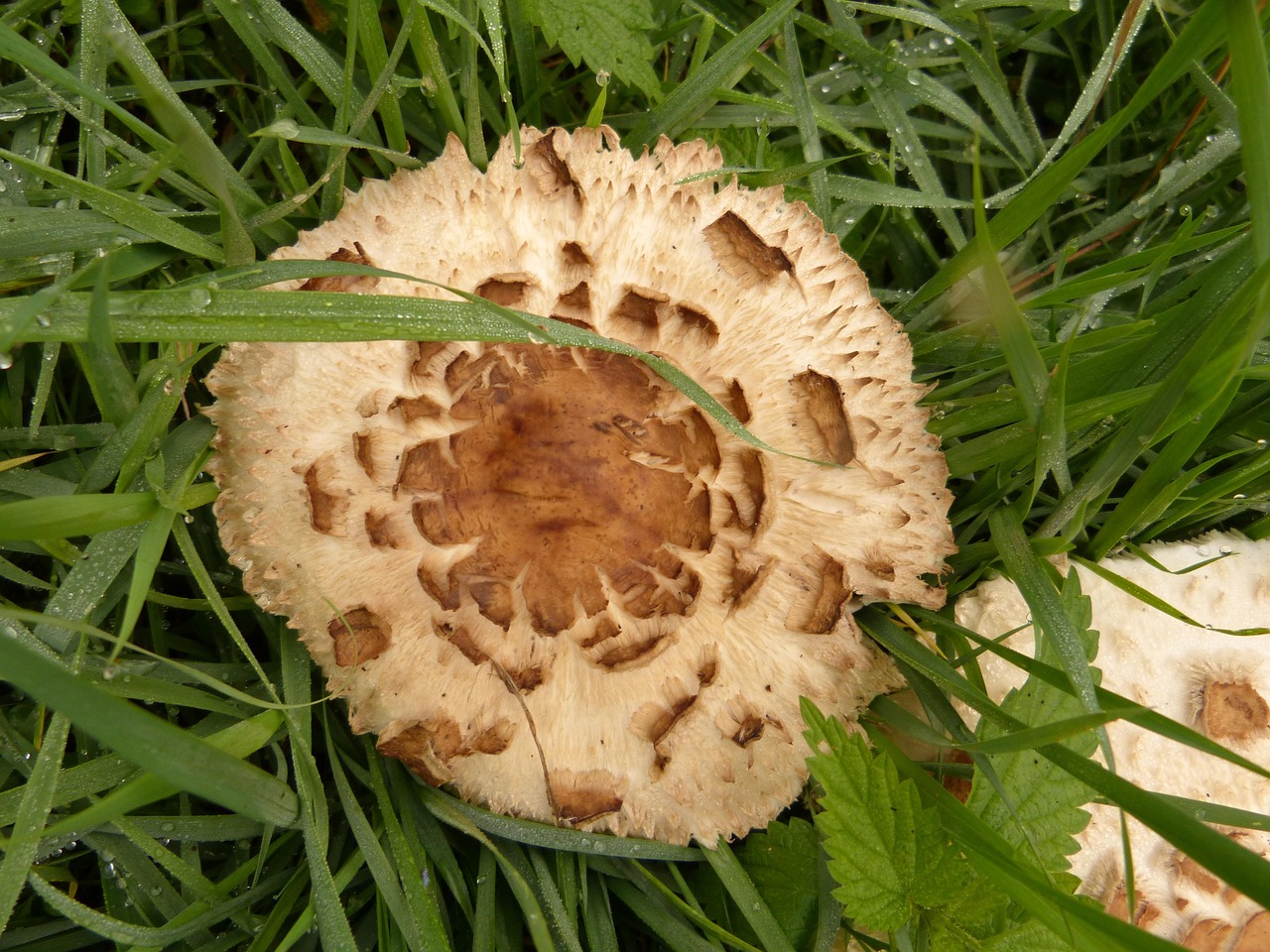 Champiñón Champiñones Bosque - Foto gratis en Pixabay - Pixabay