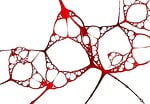 fractals, cells, autopsy
