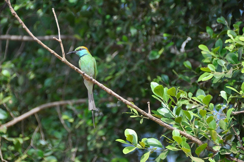 Pájaro Volar Alas - Foto gratis en Pixabay
