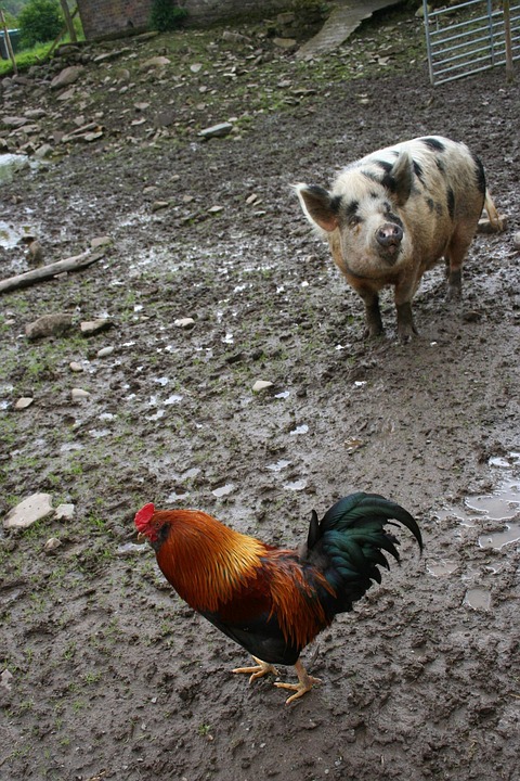 Shio Ayam dan Babi