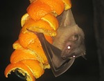 egyptian fruitbat, bat, fruitbat