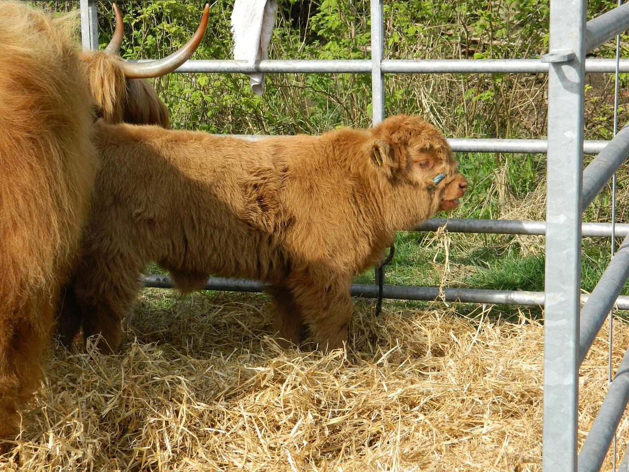 Cow - free online jigsaw puzzle photo