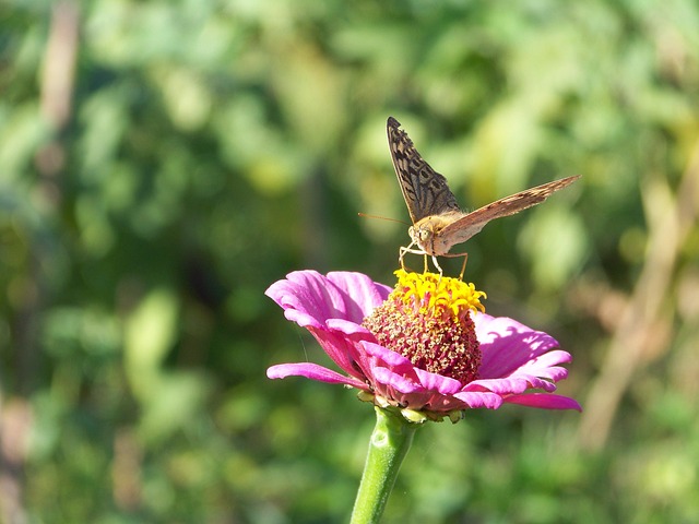 Free Gezi Flower Wallpaper photo and picture