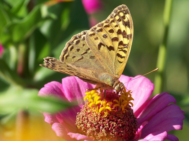 Free Nature Gezi photo and picture